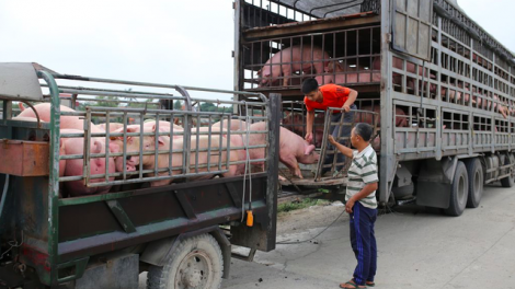 Kiểm soát dịch tả lợn Châu Phi, đảm bảo nguồn cung thực phẩm cuối năm (11/09/2025)