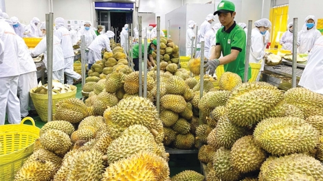 Thời sự 21h30 21/9/2025: Xuất khẩu rau quả thu mức kỷ lục 1,3 tỷ USD một tháng