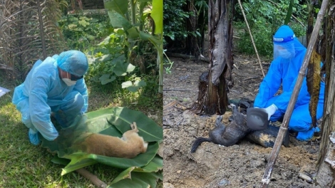 Đà Nẵng: Báo động nguy cơ bùng phát dịch dại sau loạt vụ người bị chó cắn