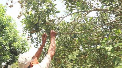 Từ trái cây sạch đến thị trường lớn