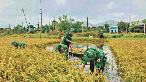 BĐBP Gia Lai giúp người dân thu hoạch lúa sau những trận mưa lớn