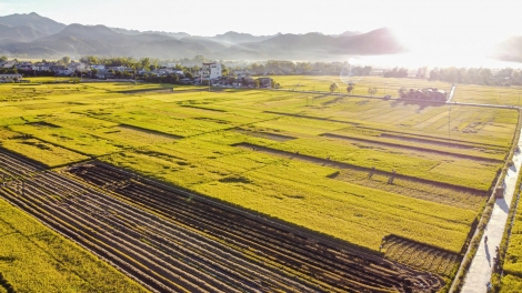 Mùa vàng no ấm trên cánh đồng Mường Thanh, Điện Biên