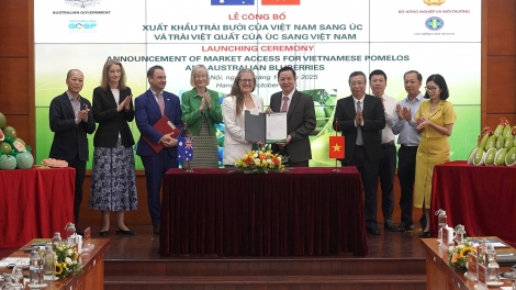 Bưởi: loại trái cây thứ 6 của Việt Nam xuất khẩu vào thị trường Australia