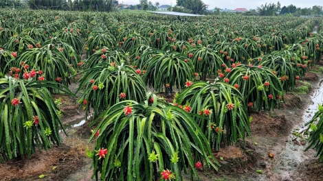 Đồng Tháp: Trái thanh long vào mùa mưa bão, dội hàng, rớt giá