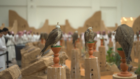 Cạnh tranh đấu giá chim ưng quốc tế - nỗ lực của Saudi Arabia trong việc bảo tồn di sản truyền thống