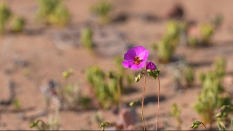 Hoa sa mạc Atacama của Chile - chìa khóa cho các loại cây trồng chịu hạn