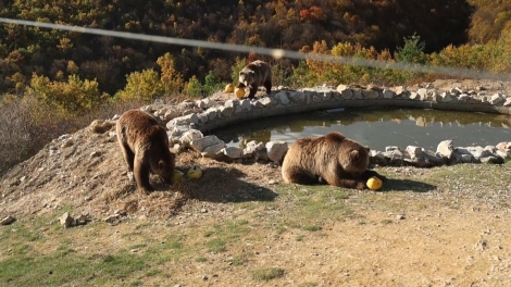 Trại cứu hộ gấu ở Kosovo đón Halloween sớm với tiệc bí ngô đặc biệt