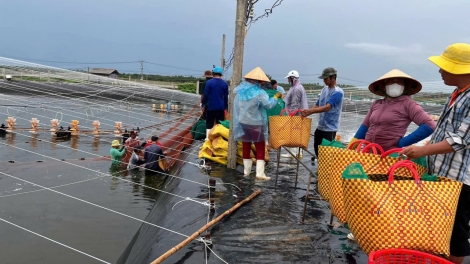 Nuôi tôm công nghệ cao giúp ngư dân làm giàu