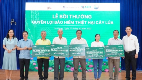 Dự phòng bảo hiểm thiệt hại cây lúa từ ABIC, nông dân an tâm sản xuất