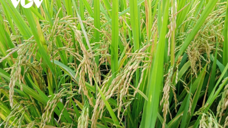 Giải pháp trồng trọt an toàn, hiệu quả trong bối cảnh biến đổi khí hậu 