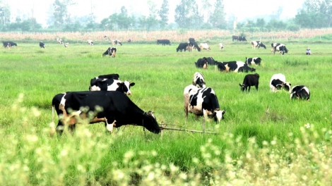 Hướng đi nào cho ngành chăn nuôi bò sữa Việt Nam (27+28/09/2025)