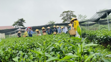 Nông nghiệp gắn du lịch trải nghiệm: Hướng đi chiến lược cho nông thôn Việt Nam
