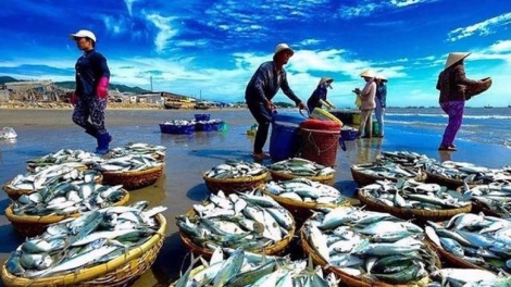 Sản xuất thủy sản - thay đổi để thích ứng luật chơi mới (14/10/2025)