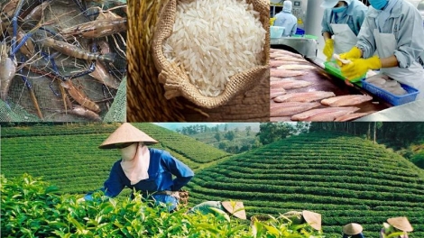 Sản xuất xanh, gia tăng giá trị xuất khẩu nông sản (27/10/2025)