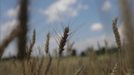 EU kêu gọi Ba Lan, Hungary, Slovakia dỡ bỏ lệnh cấm nhập khẩu với Ukraine