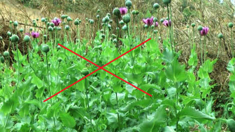 Xóa sạch ma túy góp phần phát triển kinh tế- xã hội bền vững