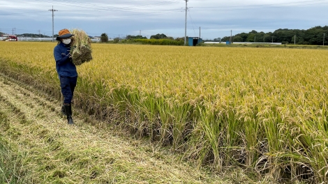 Giá gạo tăng mạnh - Thách thức với nữ tân Thủ tướng Nhật Bản