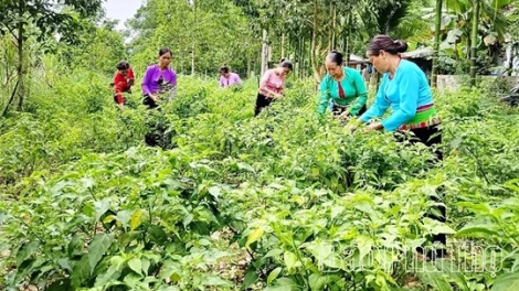 Linh hoạt các mô hình giảm nghèo bền vững