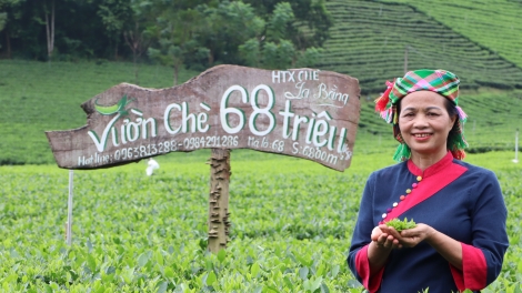 Người hồi sinh giống chè cổ, đưa hương chè quê vươn xa