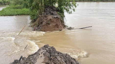 Cần Thơ: Triều cường dâng cao gây vỡ đê bao Cồn Sơn 