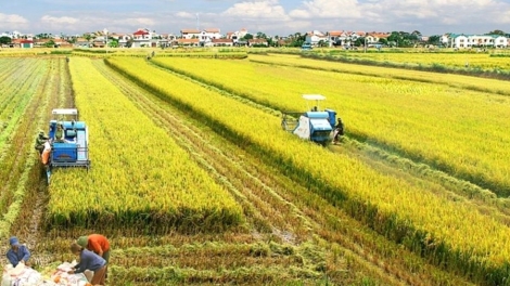 Nông nghiệp, trụ đỡ của nền kinh tế