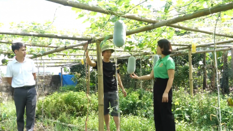 Bí thơm Văn Bàn – thay đổi tư duy, làm giàu từ đất