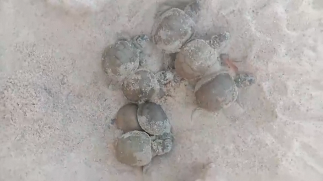 Thả 6.500 rùa Taricaya về rừng Amazon – Hành trình hồi sinh tự nhiên