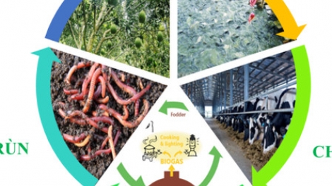 Phát triển mô hình kinh tế VAC hướng đến nền nông nghiệp xanh, đa giá trị (08/11/2025)