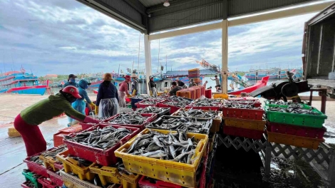 Giải pháp khôi phục sản xuất thủy sản sau bão lũ tại các tỉnh miền Trung (18/11/2025)