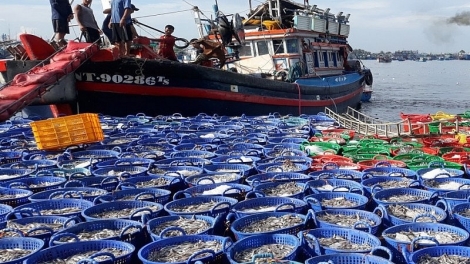 Đồng bằng Sông Cửu Long nỗ lực sớm gỡ thẻ vàng vàng IUU