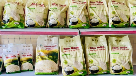 Gạo séng cù - hạt ngọc quý của vùng Tây Bắc