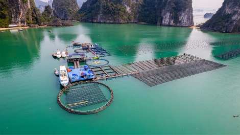 Hướng tới nền nuôi biển công nghiệp, hiện đại và bền vững (12/11/2025)