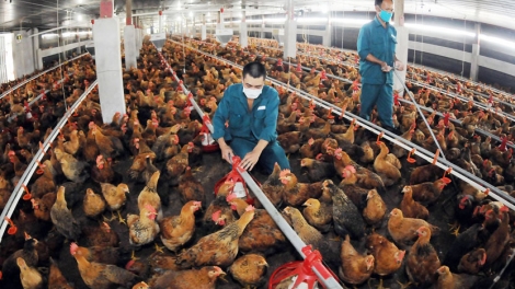 Thực hành chăn nuôi gia cầm đảm bảo an toàn sinh học (07/11/2025)