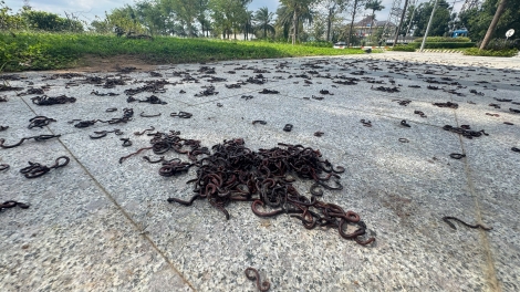 Hàng ngàn con giun đất ngoi lên mặt đất, bò dày đặc gần khu đô thị