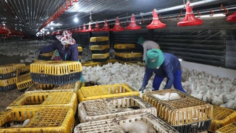 Khát vọng làm chủ ruộng đồng (11/11/2025)