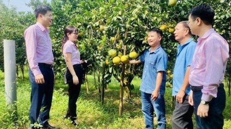 Tín dụng chính sách tạo cơ hội phát triển kinh tế, việc làm cho người nghèo tỉnh Phú Thọ