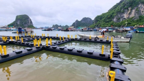 Nuôi trồng thủy sản thích ứng với thiên tai (01+02/12/2025)