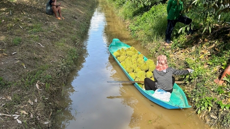 Đồng Tháp: Trái sầu riêng đầu vụ hút hàng, tăng giá trở lại