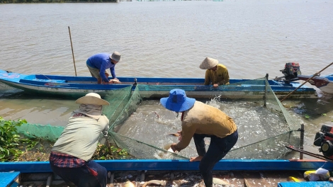Nông dân Cần Thơ thu nhập cao từ nuôi cá ruộng mùa nước nổi