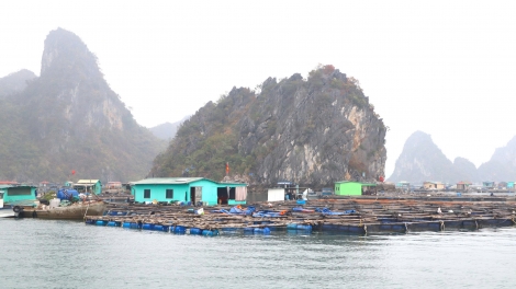 Từ chủ trương đúng đến hành động bền vững trong nuôi trồng, khai thác thuỷ sản