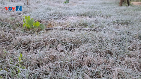 Nhiều nơi ở Sơn La xuất hiện  sương muối gây ảnh hưởng đến sản xuất nông nghiệp
