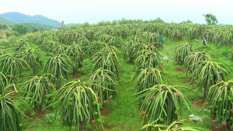 Khơi thông tiềm năng phát triển đa dạng cây ăn quả, tạo sinh kế bền vững cho người nghèo