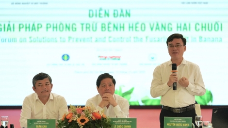 Chuối: ngành hàng tiềm năng "tỷ đô"