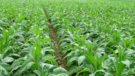 Chuyển đổi cây thuốc lá sang cây trồng khác: Có chủ trương nhưng cần lộ trình