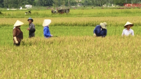 HTX tiên phong phát triển sản phẩm OCOP, góp sức xây dựng nông thôn mới (09/12/2025)