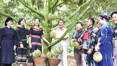 Mùa vàng lệch vụ, giá trị tỉ đô- động lực tăng trưởng bền vững của Đắk Lắk