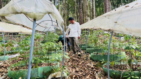 Người dân vùng cao Quảng Ngãi biến “rừng xanh” thành sinh kế xanh (11/12/2025)