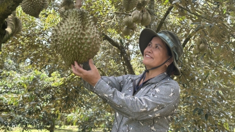 Sầu riêng xuất khẩu tăng tốc – Những lỗ hổng quản trị và bài toán phát triển bền vững.