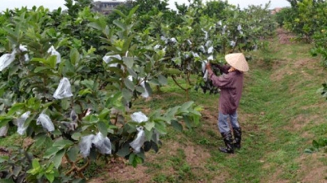 Các HTX nông nghiệp mong chờ được tháo gỡ khó khăn (07/12/2025)