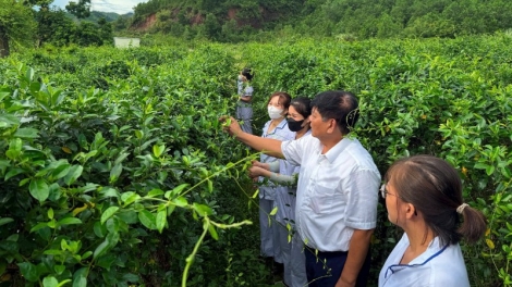 Phát triển vùng dược liệu giúp giảm nghèo bền vững
